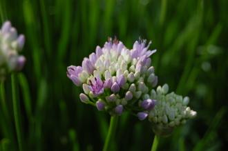 Allium senescens Emerging Flowers (02/07/2016, Kew Gardens, London)