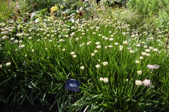 Allium senescens (02/07/2016, Kew Gardens, London)