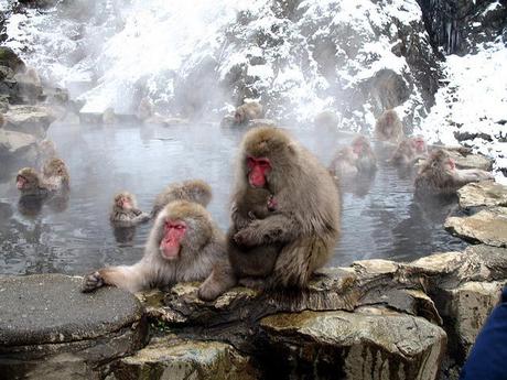 The Snow Monkeys of Jigokudani,Yamanouchi, Nagano