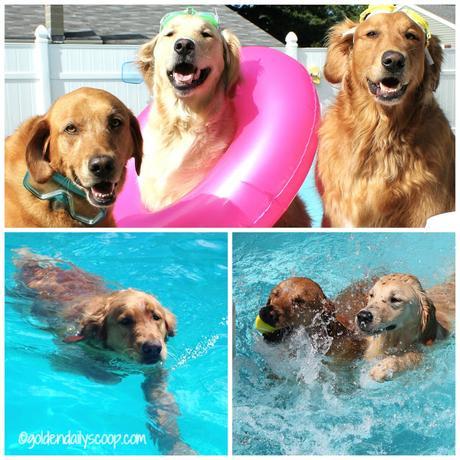 golden retriever dogs swimming in pool