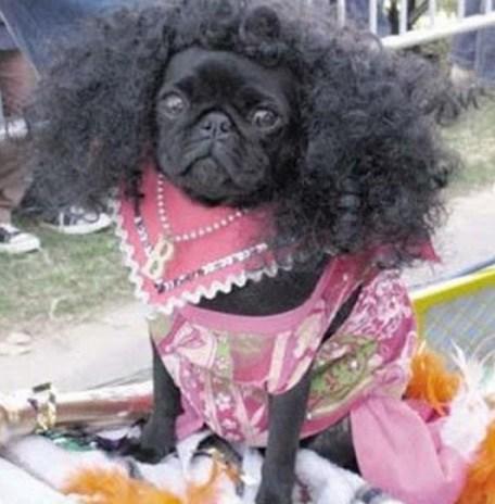 Top 10 Not So Natural Dogs With Afro Hairstyles