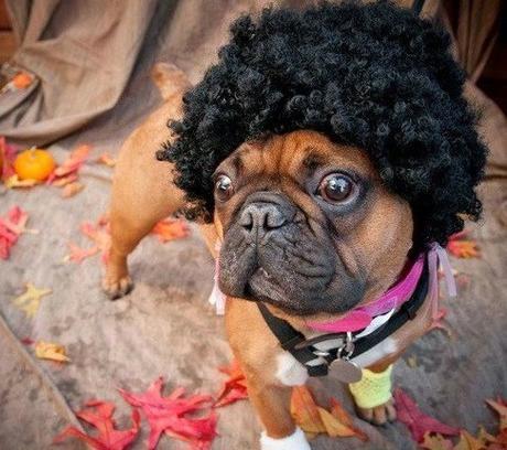 Dog With an Afro Hairstyle