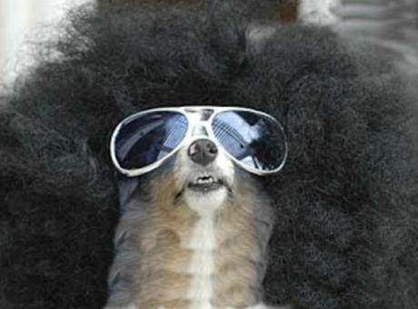 Dog With an Afro Hairstyle