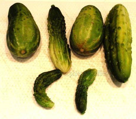 I have got some news, recent harvests from our allotment & a sweet-sour gherkin canning recipe!