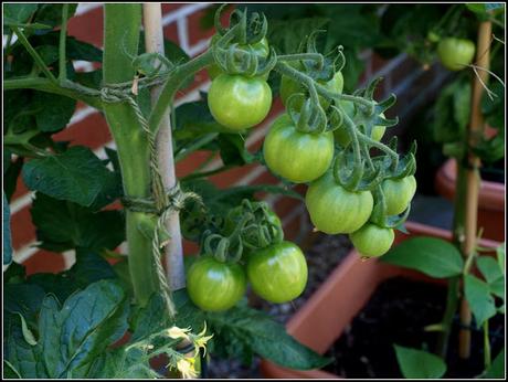 Tomatoes - past the critical point??