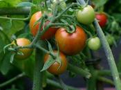 Tomatoes Past Critical Point??
