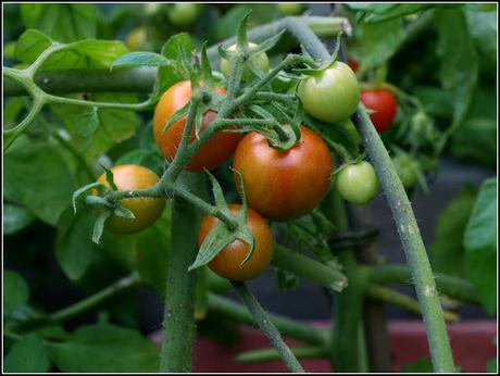 Tomatoes - past the critical point??