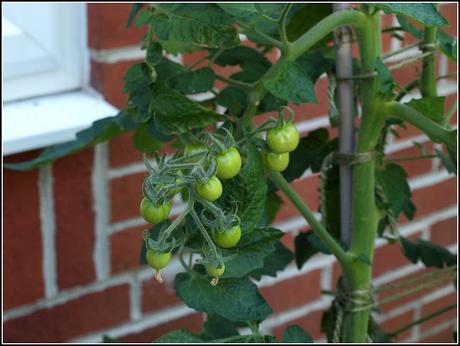 Tomatoes - past the critical point??
