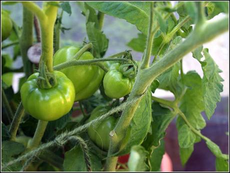 Tomatoes - past the critical point??