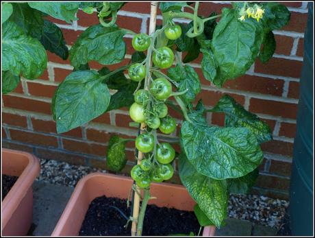 Tomatoes - past the critical point??