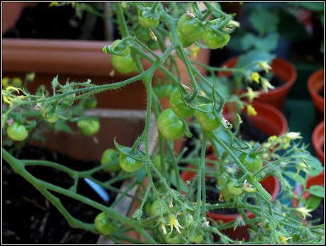 Tomatoes - past the critical point??