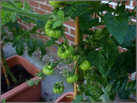 Tomatoes - past the critical point??