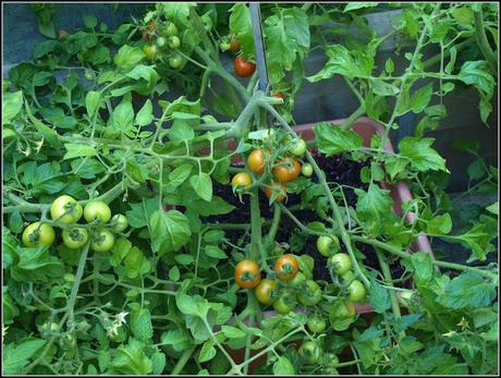 Tomatoes - past the critical point??