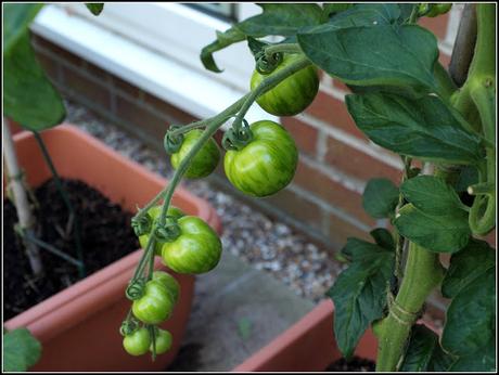 Tomatoes - past the critical point??