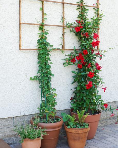 Build a Modern Grid Trellis from Garden Stakes