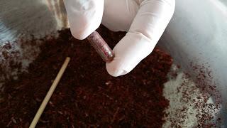 Placenta Encapsulation (Warning: Not for the Faint of Heart)