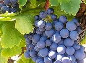 Annual Grenache September 16th