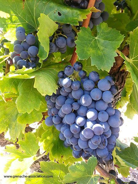 7th Annual Grenache Day September 16th