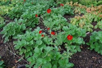 Potentilla atrosanguinea (02/07/2016, Kew Gardens, London)