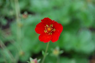 Potentilla atrosanguinea Flower (02/07/2016, Kew Gardens, London)