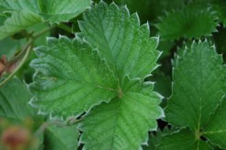 Potentilla atrosanguinea Leaf (02/07/2016, Kew Gardens, London)