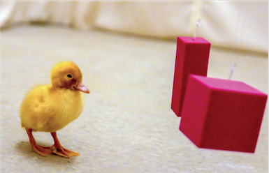 Abstract thinking in newborn ducklings!