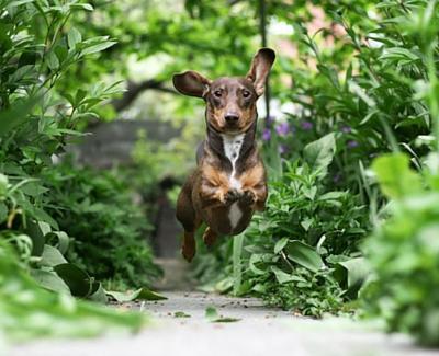 make your garden friendlier for your dog1