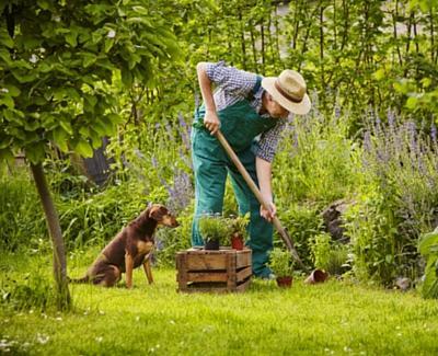 make your garden friendlier for your dog