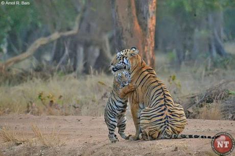 Maya, the Tiger cuddled by its child - set to become postal stamp !