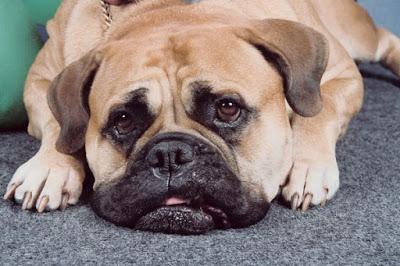 6 Ways To Stop Your Dog From Scratching Your Carpet