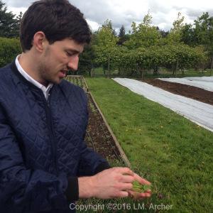 Chef Blaine Wetzel in the Willows Inn on Lummi Island sustainable garden.