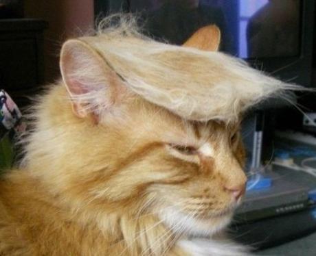 Cat Looks Like Donald Trump