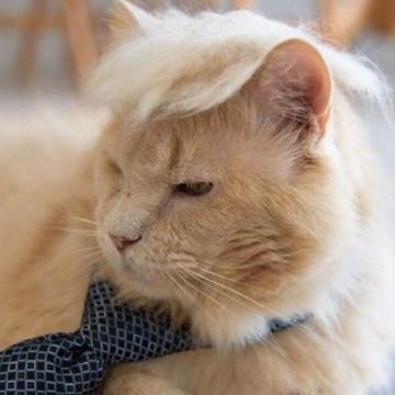 Cat Looks Like Donald Trump