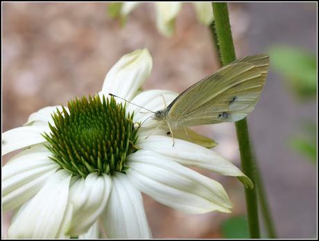 Allotment decision, and a chance acquisition