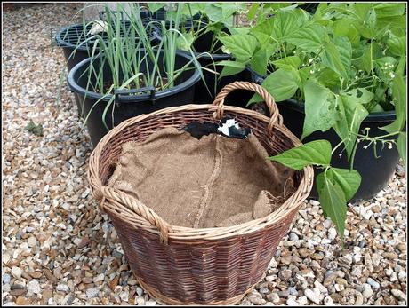 Allotment decision, and a chance acquisition