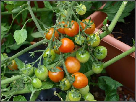 Allotment decision, and a chance acquisition