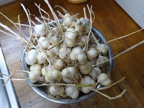 Garlic Harvest In