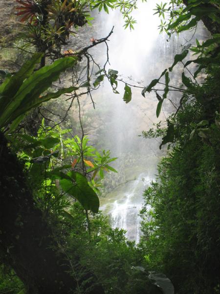 Ecuador rainforest