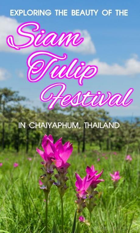 Exploring the Beauty of the Siam Tulip Festival