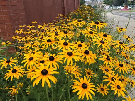 The Brown Eyed Susan's are Flowering in Abundance on Long Island...