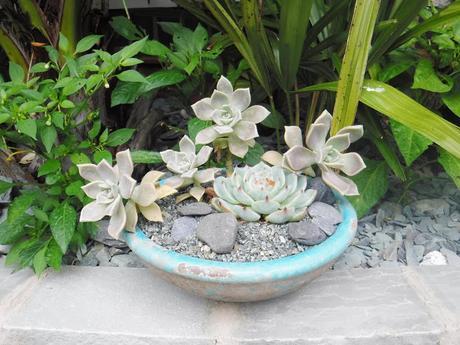 Colour on the Top Patio