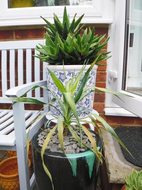 Colour on the Top Patio