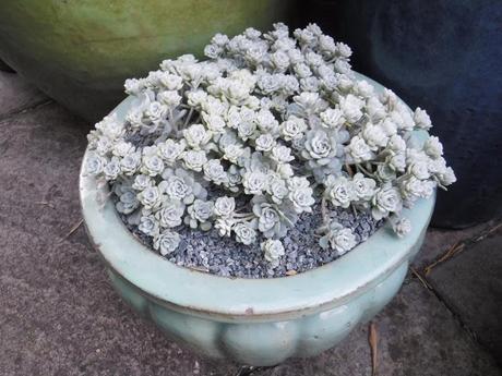 Colour on the Top Patio