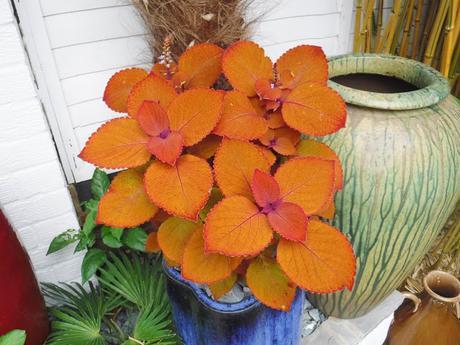 Colour on the Top Patio