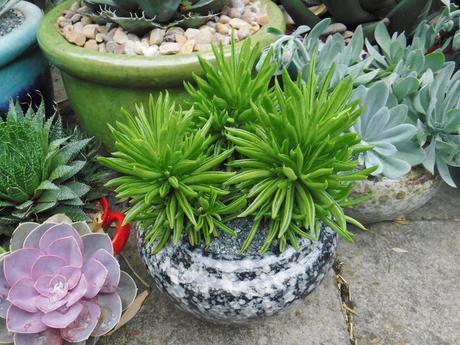Colour on the Top Patio