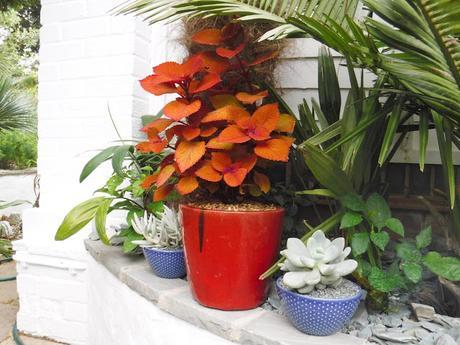 Colour on the Top Patio