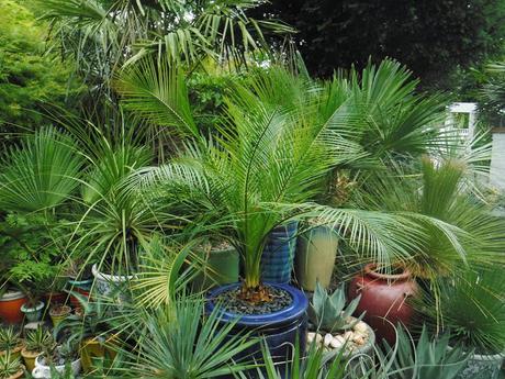 Colour on the Top Patio