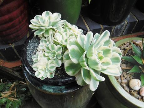 Colour on the Top Patio