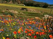 Namaqualand South Africa