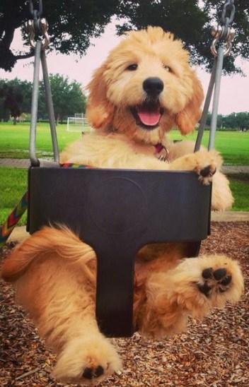 Dog in Playground Swing